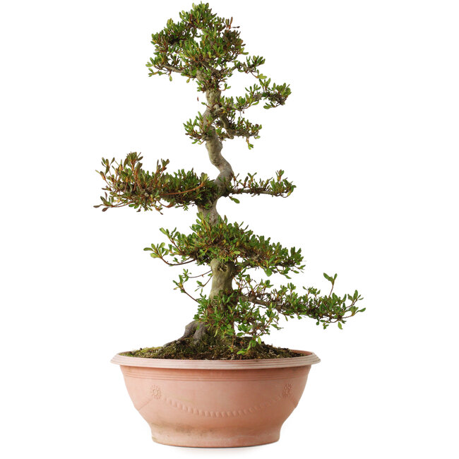 Rhododendron indicum varietà sconosciuta, 70 cm, ± 25 anni, con un nebari di 16 cm