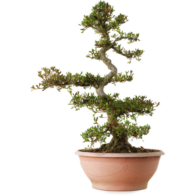 Rhododendron indicum, variëteit onbekend, 70 cm hoog, ± 25 jaar oud, met een nebari van 16 cm.