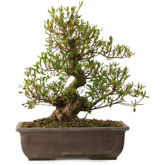 Rhododendron indicum Sisen, 43 cm, ± 20 años