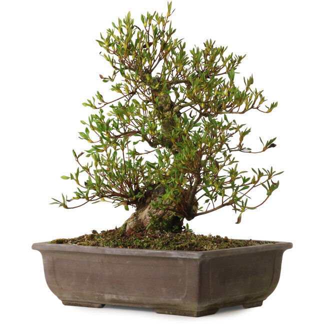 Rhododendron indicum Sisen, 43 cm, ± 20 años, con un nebari de 12 cm