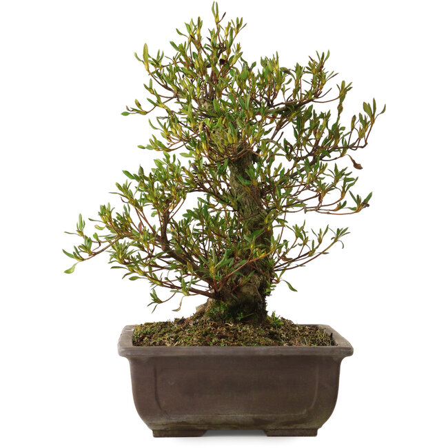 Rhododendron indicum Sisen, 43 cm, ca. 20 Jahre alt, mit einem Wurzelhals von 12 cm