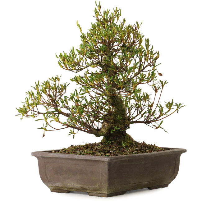 Rhododendron indicum Sisen, 43 cm, ± 20 years old, with a nebari of 12 cm