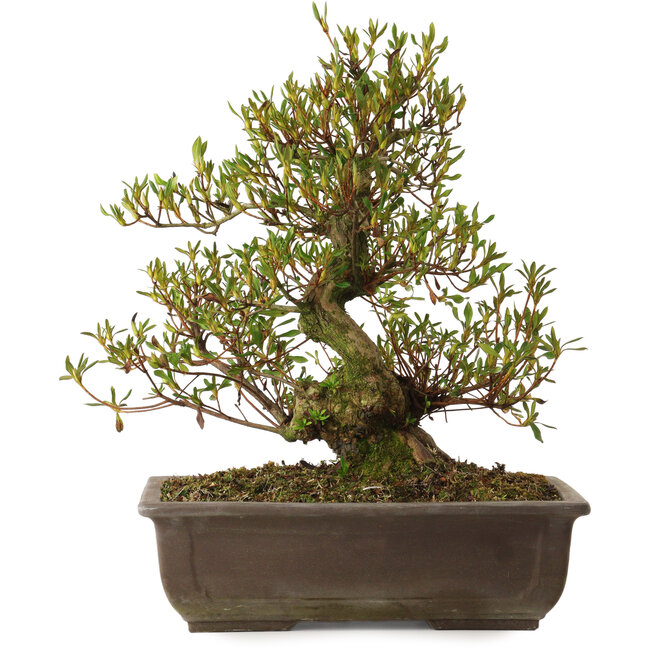 Rhododendron indicum Sisen, 43 cm, ± 20 años, con un nebari de 12 cm