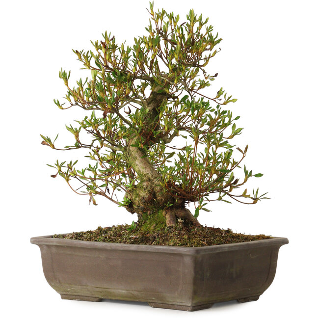 Rhododendron indicum Sisen, 43 cm, ± 20 anni, con un nebari di 12 cm