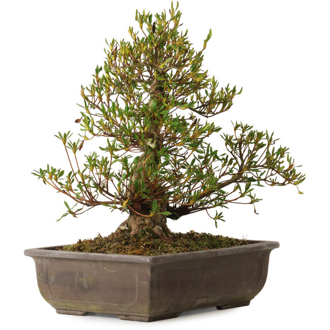 Rhododendron indicum Sisen, 43 cm, ca. 20 Jahre alt, mit einem Wurzelhals von 12 cm