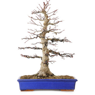 Acer palmatum, 45 cm, ± 30 ans