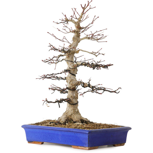 Acer palmatum, 45 cm, ± 30 años, con un nebari de 15 cm