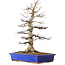 Acer palmatum, 45 cm, ± 30 ans, avec un nebari de 15 cm