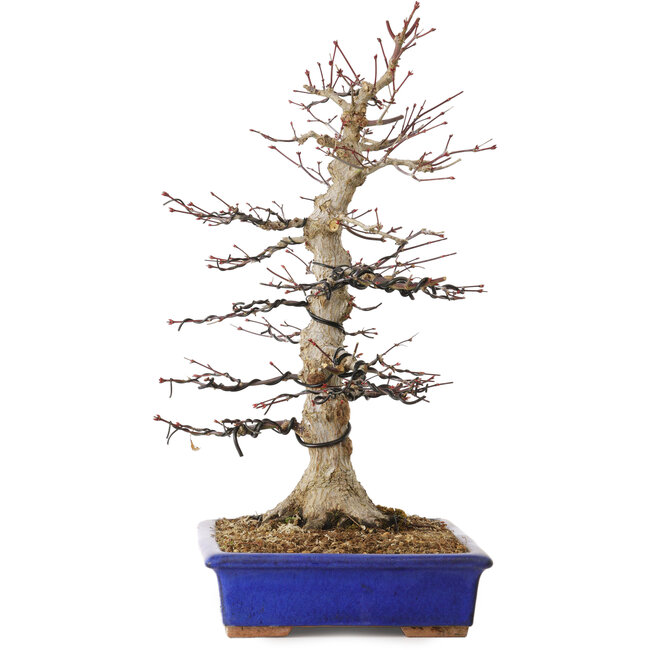 Acer palmatum, 45 cm, ± 30 jaar oud, met een nebari van 15 cm