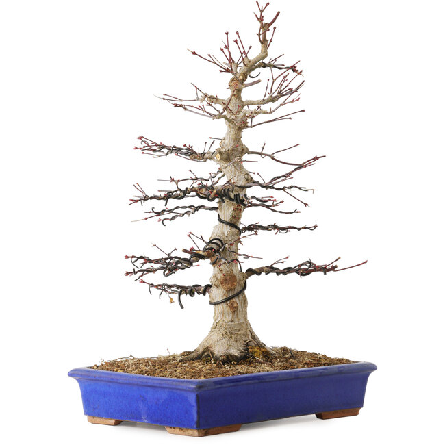 Acer palmatum, 45 cm, ca. 30 Jahre alt, mit einem Wurzelhals von 15 cm