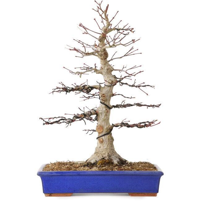Acer palmatum, 45 cm, ± 30 ans, avec un nebari de 15 cm