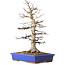 Acer palmatum, 45 cm, ± 30 anni, con un nebari di 15 cm