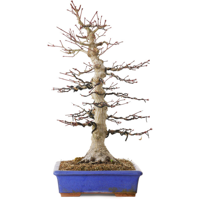Acer palmatum, 45 cm, ± 30 anni, con un nebari di 15 cm