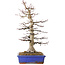 Acer palmatum, 45 cm, ± 30 anni, con un nebari di 15 cm