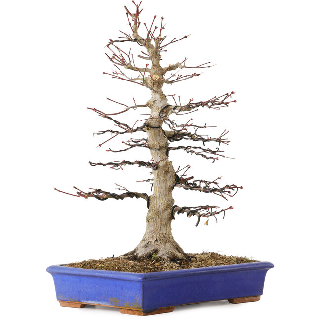 Acer palmatum, 45 cm, ± 30 años, con un nebari de 15 cm