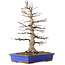 Acer palmatum, 45 cm, ± 30 years old, with a nebari of 15 cm