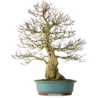 Carpinus coreana yamadori, 68 cm, ± 30 años