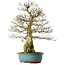 Carpinus coreana yamadori, 68 cm, ± 30 jaar oud, met een nebari van 18 cm