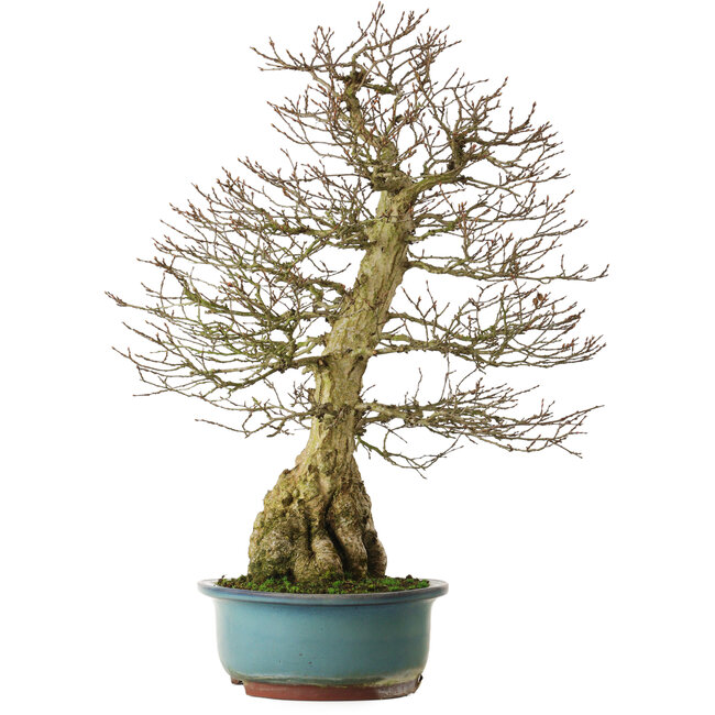 Carpinus coreana yamadori, 68 cm, ± 30 Jahre alt, mit einem Nebari von 18 cm