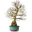 Carpinus coreana yamadori, 68 cm, ± 30 Jahre alt, mit einem Nebari von 18 cm
