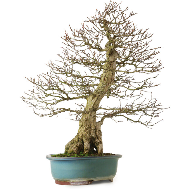 Carpinus coreana yamadori, 68 cm, ± 30 anni, con un nebari di 18 cm