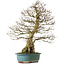 Carpinus coreana yamadori, 68 cm, ± 30 ans, avec un nebari de 18 cm
