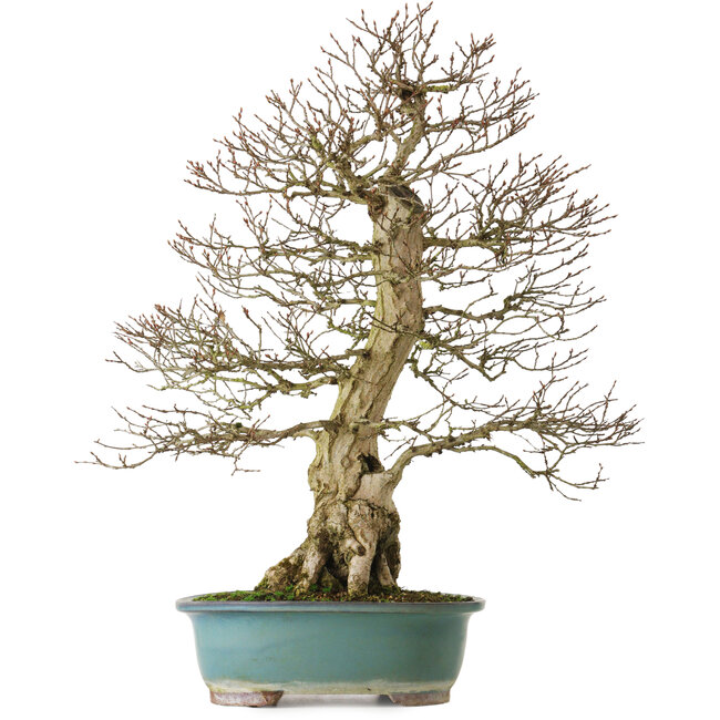 Carpinus coreana yamadori, 68 cm, ± 30 Jahre alt, mit einem Nebari von 18 cm