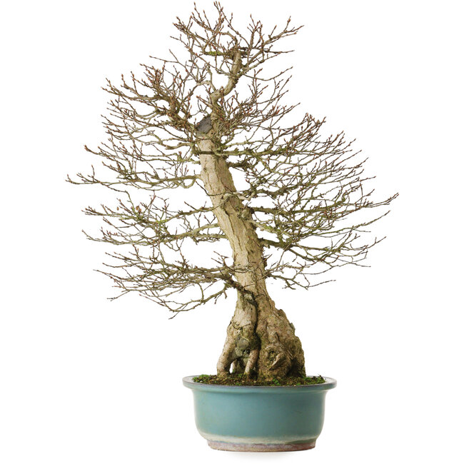 Carpinus coreana yamadori, 68 cm, ± 30 years old, with a nebari of 18 cm