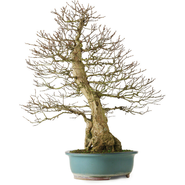 Carpinus coreana yamadori, 68 cm, ± 30 ans, avec un nebari de 18 cm