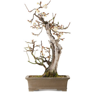 Prunus mume blanco, 68 cm, ± 35 años