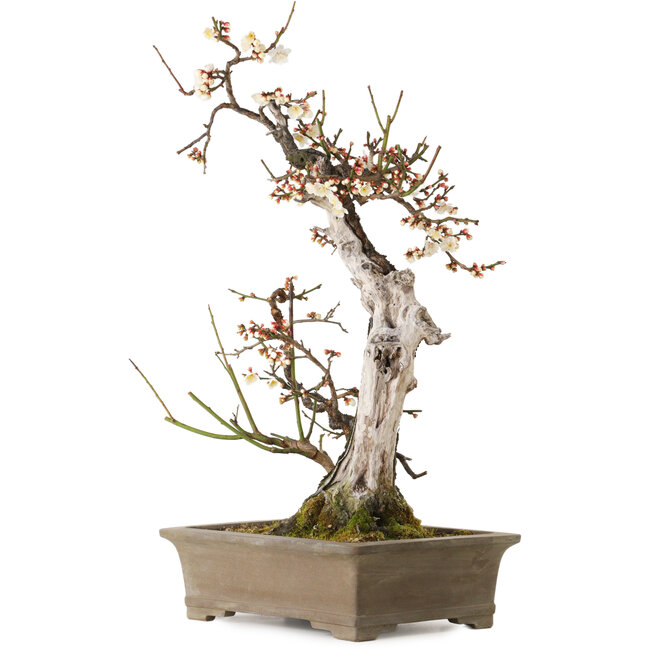 Prunus mume blanco, 68 cm, ± 35 años, con un nebari de 20 cm