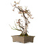 Prunus mume wit, 68 cm, ± 35 jaar oud, met een nebari van 20 cm