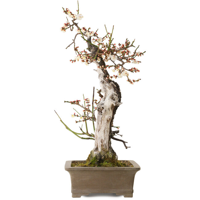 Prunus mume bianco, 68 cm, ± 35 anni, con un nebari di 20 cm