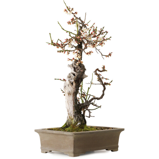 Prunus mume wit, 68 cm, ± 35 jaar oud, met een nebari van 20 cm