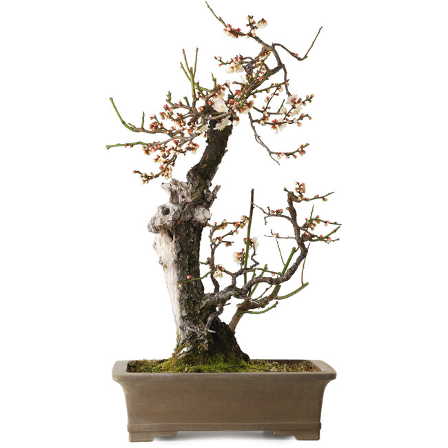 Prunus mume bianco, 68 cm, ± 35 anni, con un nebari di 20 cm