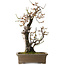Prunus mume wit, 68 cm, ± 35 jaar oud, met een nebari van 20 cm