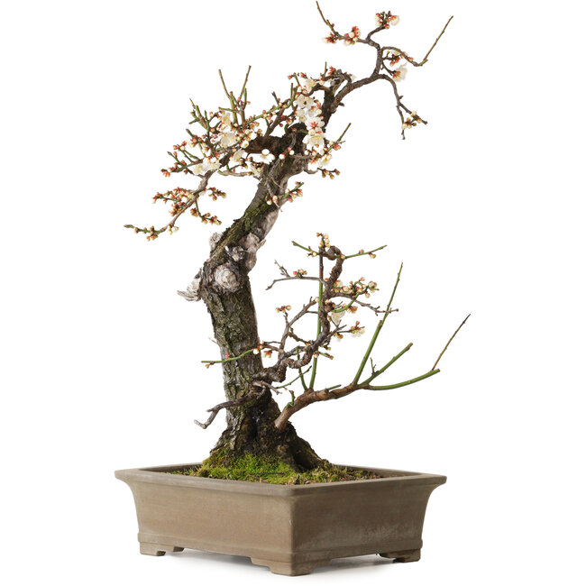 Prunus mume blanco, 68 cm, ± 35 años, con un nebari de 20 cm