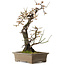 Prunus mume white, 68 cm, ± 35 Jahre alt, mit einem Wurzelansatz von 20 cm