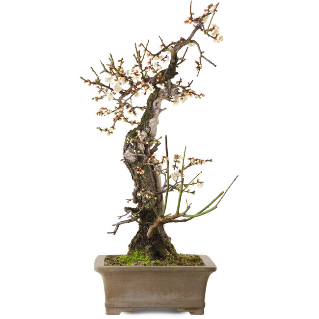Prunus mume blanco, 68 cm, ± 35 años, con un nebari de 20 cm