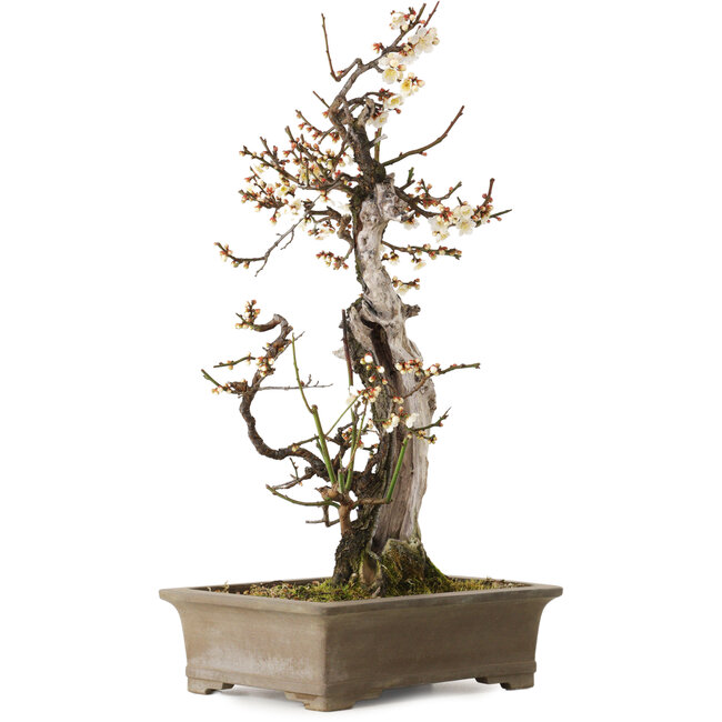 Prunus mume blanco, 68 cm, ± 35 años, con un nebari de 20 cm