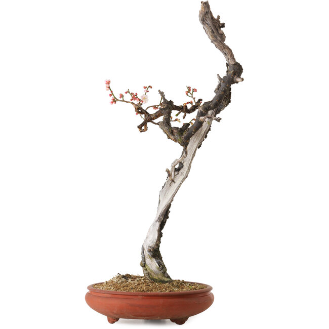 Prunus mume rosa claro, 76 cm, ± 30 años, con un nebari de 7 cm