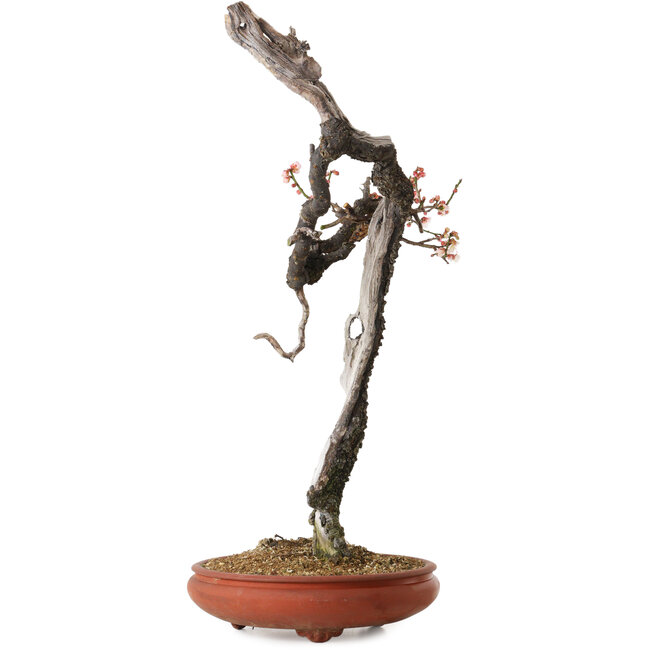 Prunus mume rosa claro, 76 cm, ± 30 años, con un nebari de 7 cm