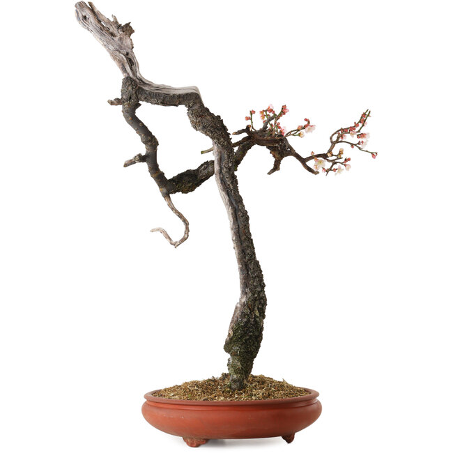 Prunus mume light pink, 76 cm, ± 30 years old, with a nebari of 7 cm