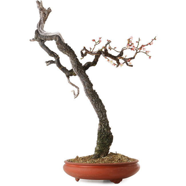 Prunus mume light pink, 76 cm, ± 30 years old, with a nebari of 7 cm