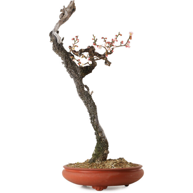 Prunus mume, hellrosa, 76 cm, ca. 30 Jahre alt, mit einem Wurzelansatz von 7 cm