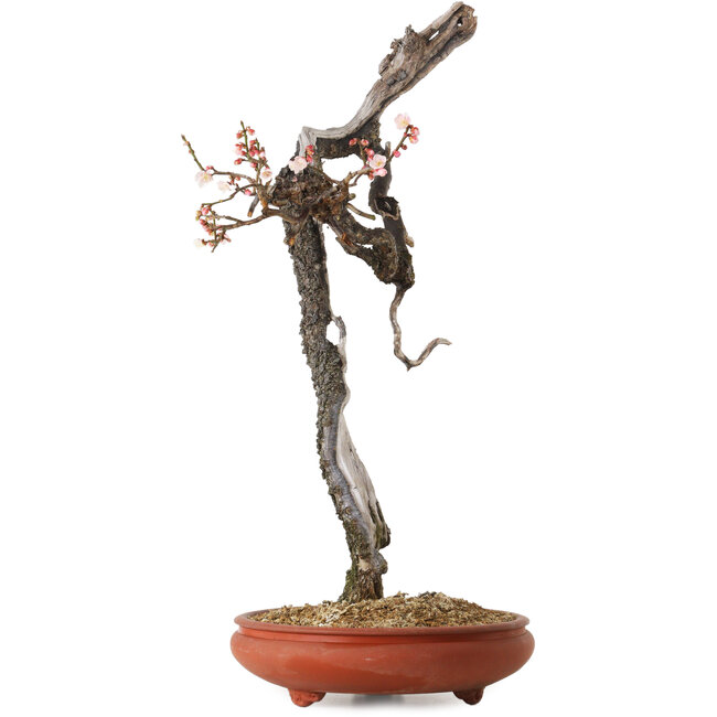 Prunus mume, hellrosa, 76 cm, ca. 30 Jahre alt, mit einem Wurzelansatz von 7 cm