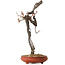 Prunus mume rosa claro, 76 cm, ± 30 años, con un nebari de 7 cm
