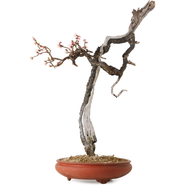 Prunus mume rosa claro, 76 cm, ± 30 años, con un nebari de 7 cm