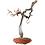 Prunus mume light pink, 76 cm, ± 30 years old, with a nebari of 7 cm