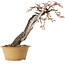 Prunus mume metà bianco metà rosa, 59 cm, ± 40 anni, con un nebari di 13 cm